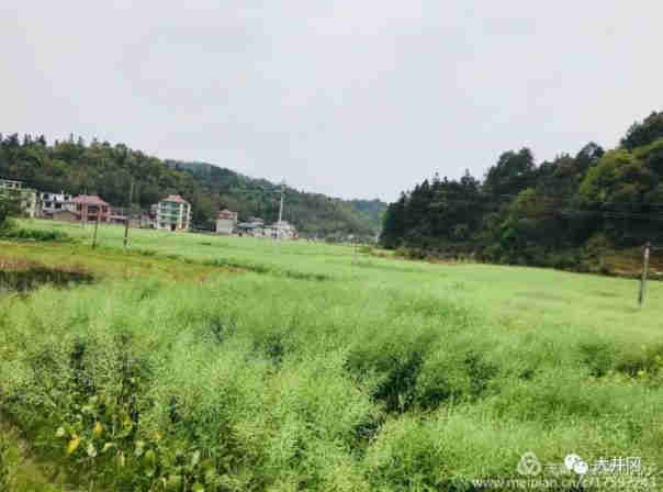 井岡山荷花鄉(xiāng)