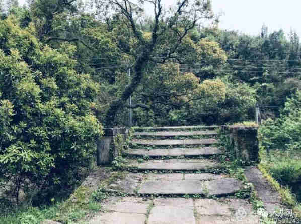 井岡山荷花鄉(xiāng)