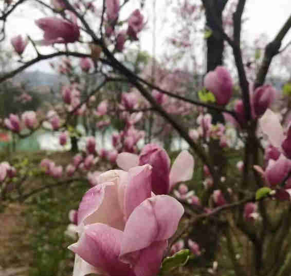 陽光照耀29度假區(qū)