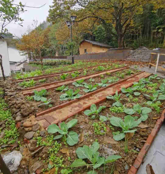 半畝方塘的菜園