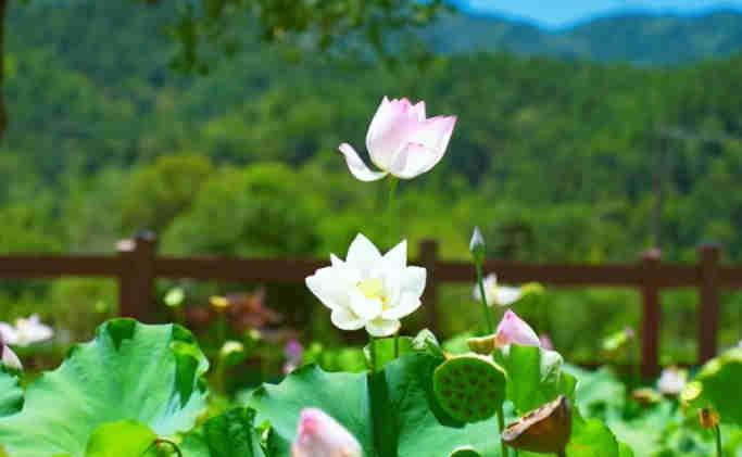 小暑至，盛夏始，來井岡山避暑吧！